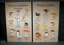 Zdjęcie: tablice dydaktyczne grzybowe.jpg